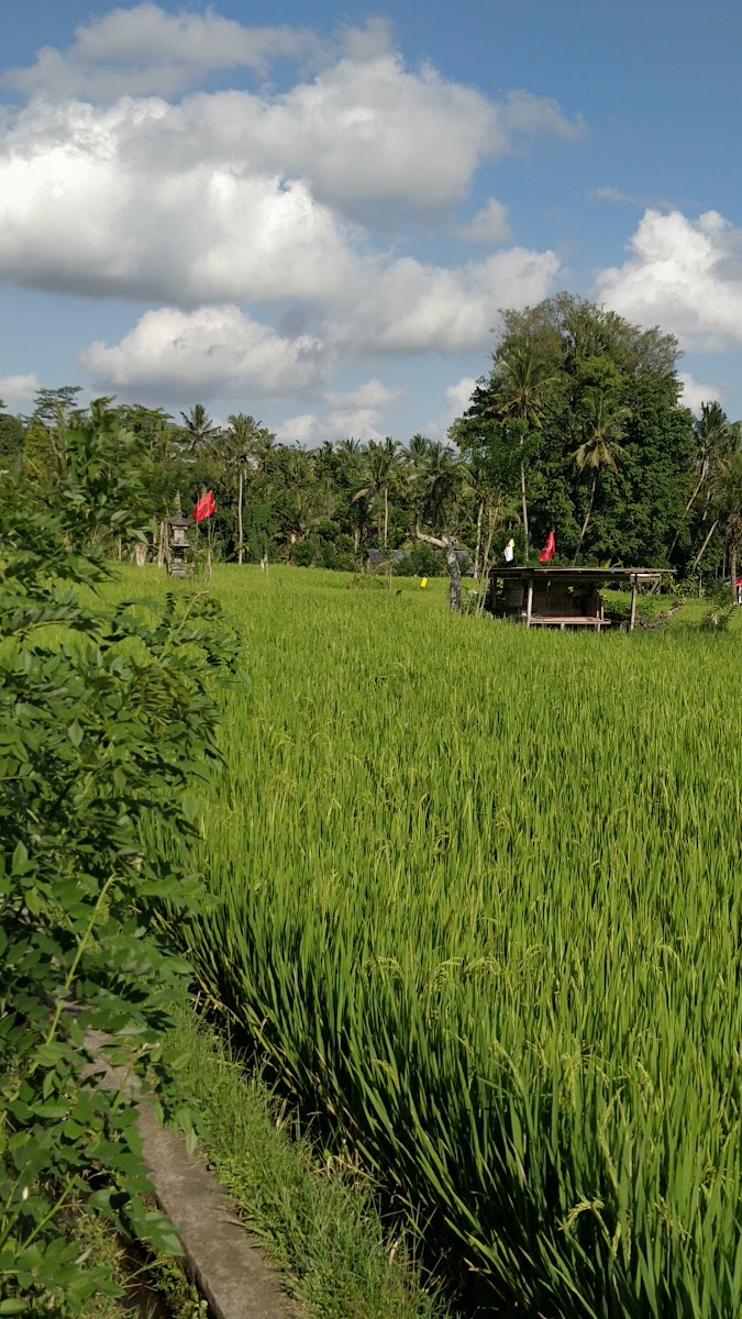 Pangkon Bali Resto & Agrotourism-2